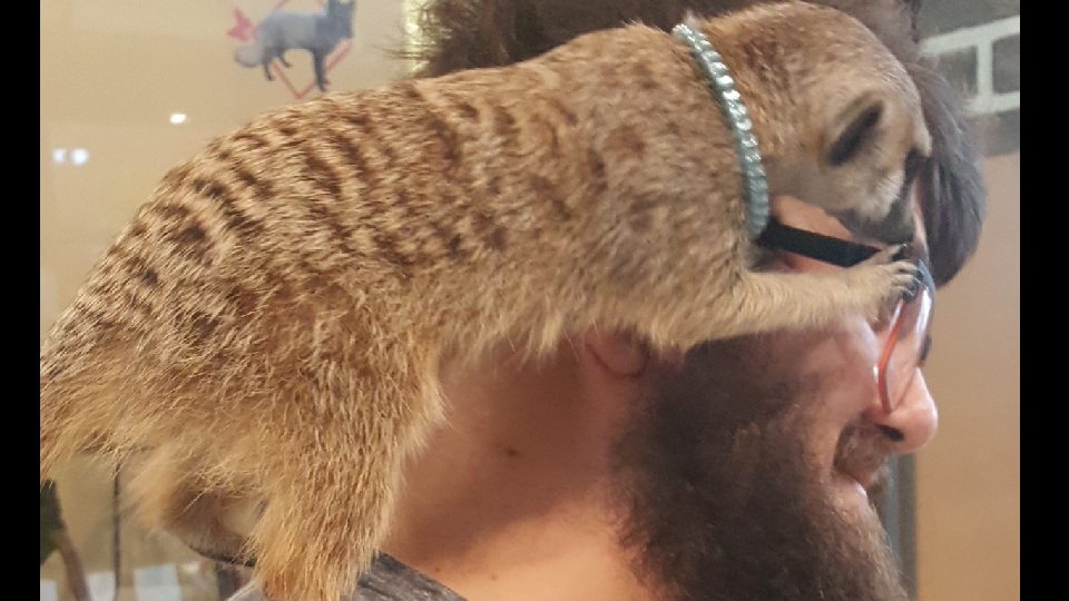 meerkat climbing up my face
